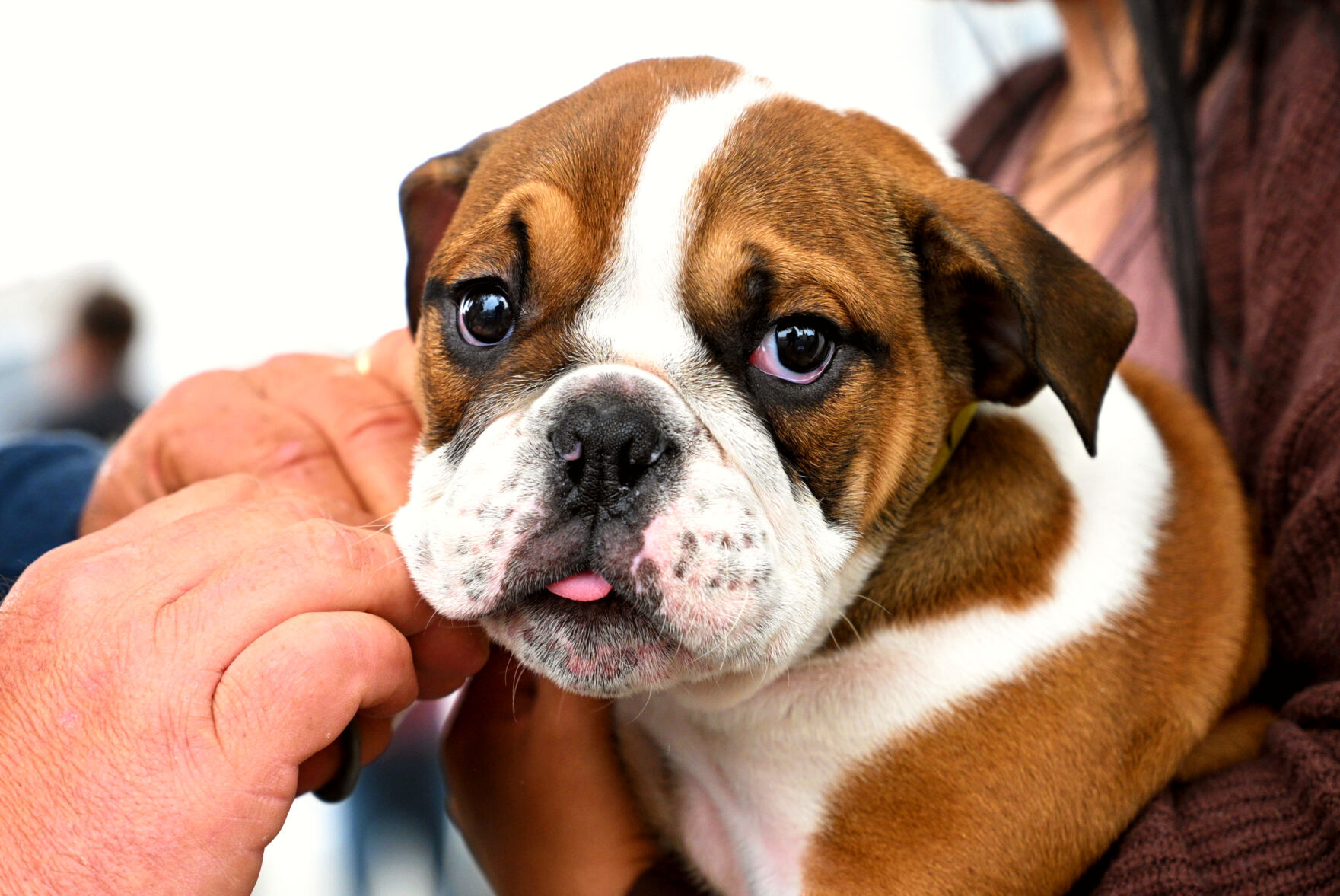 062823-smt-news-care-4-paws-clinic-001.jpg